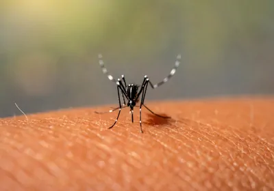 an&nbsp;<em>Aedes aegypti&nbsp;</em>mosquito, black with white dots and stripes on its joints and body, sitting on a person&#39;s skin and feeding.&nbsp;